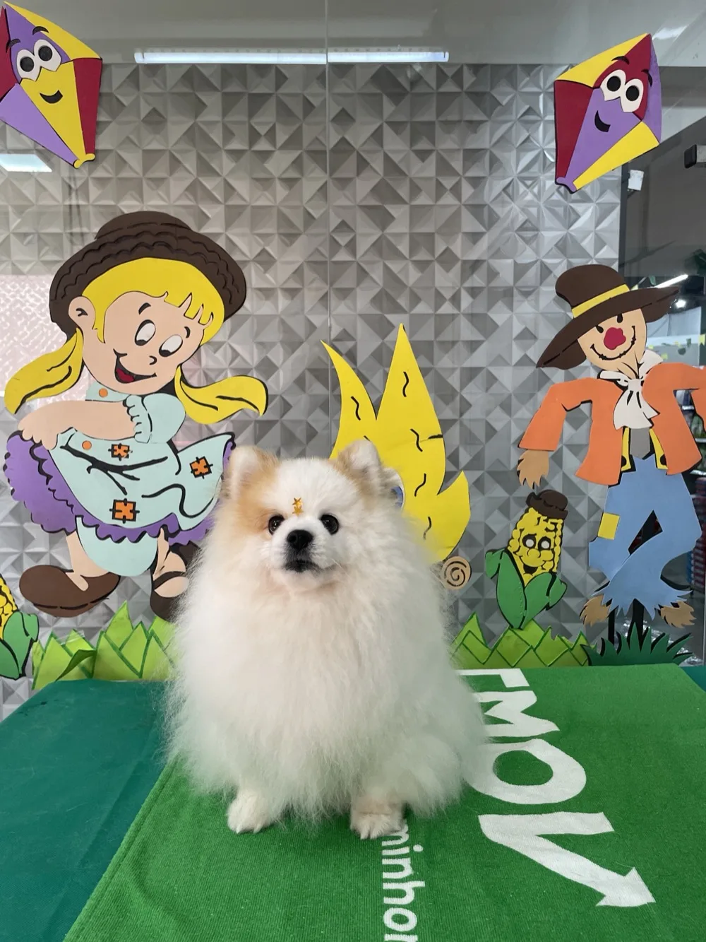 Lulu-da-pomerânia creme na mesa de tosa