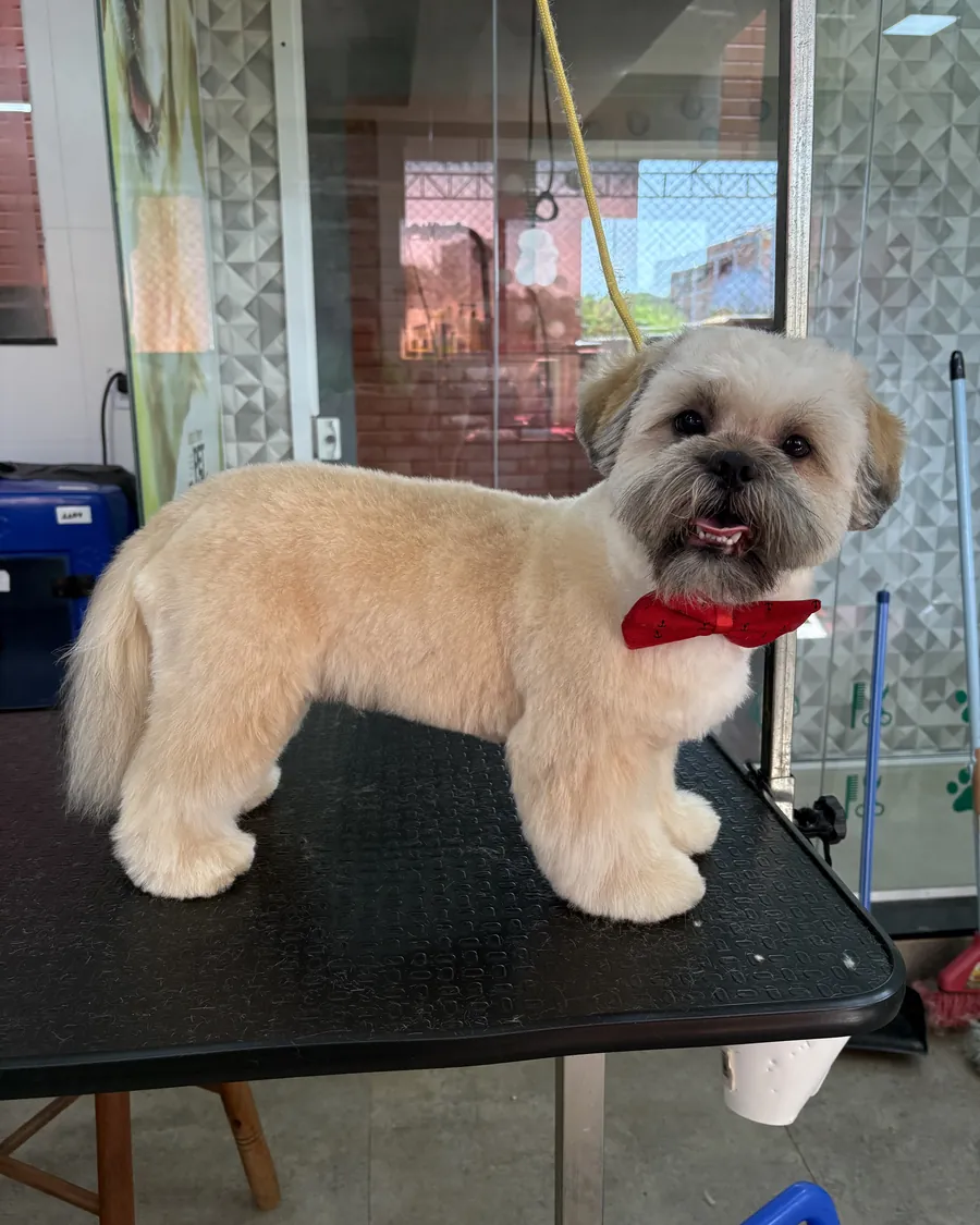 Shih-tzu de laço vermelho na mesa de tosa