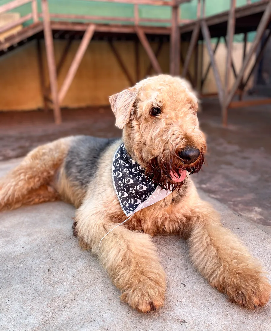 Airedale terrier deitado de bandana no espaço pet