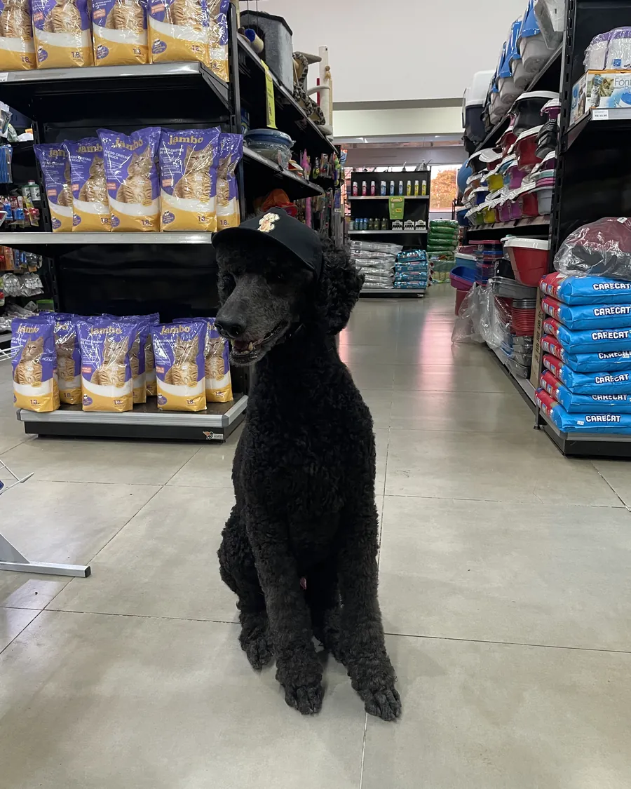 Poodle preto no corredor do pet shop