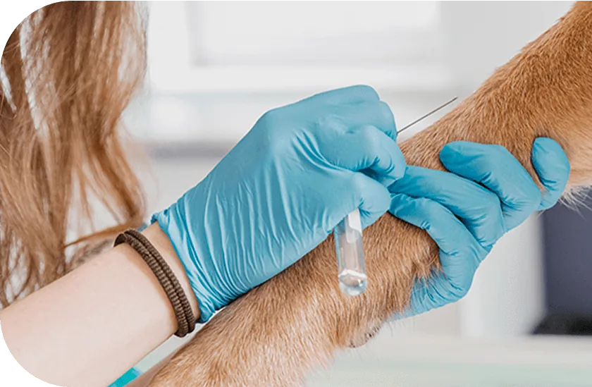 Veterinários preparando a pata de um cachorro para o acesso da hemodiálise